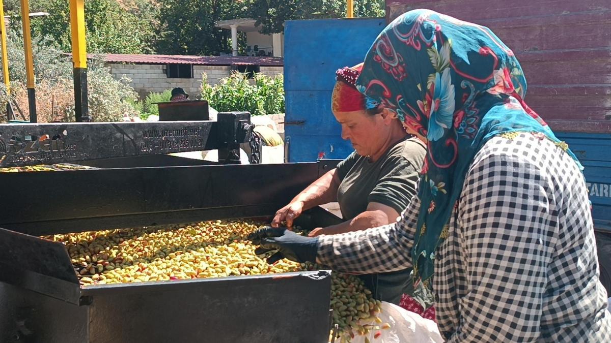 Antep fıstığında kavlatma telaşı sürüyor