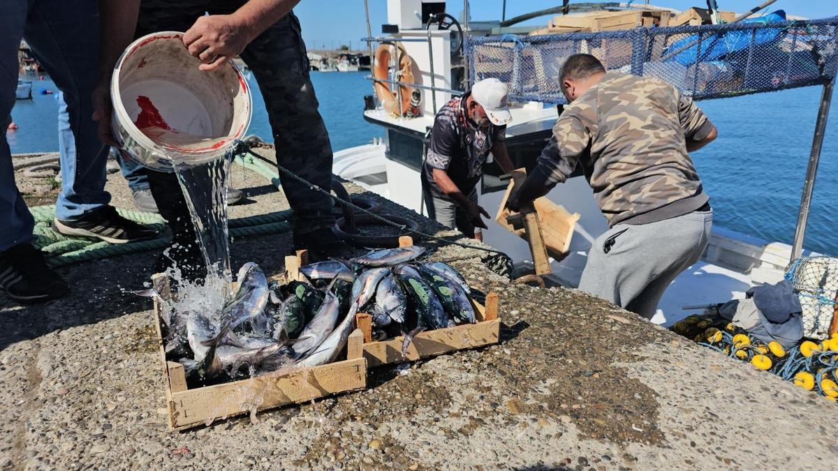 İlk av gününde 50 ton balıkla döndüler