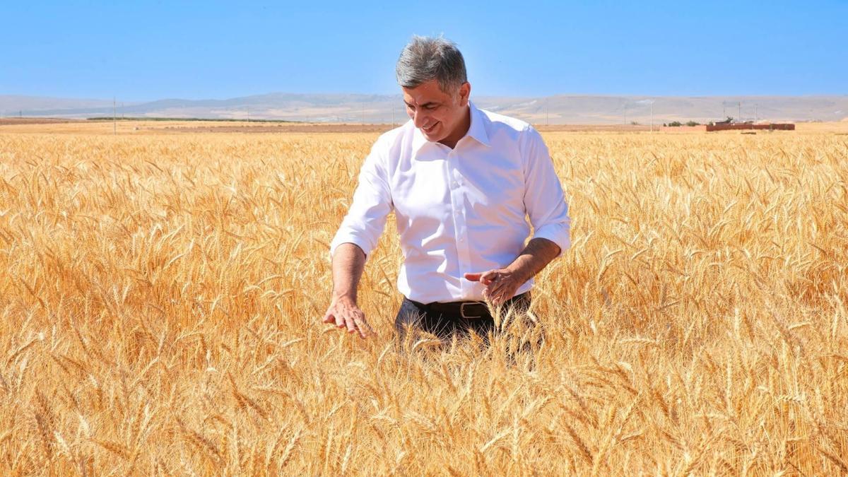 Kanatlı Buğdayı'nın ilk tohumluk hasadı gerçekleştirildi haber görseli