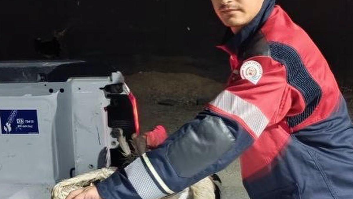 Göç yolundayken bitkin halde bulunan leylek koruma altına alındı