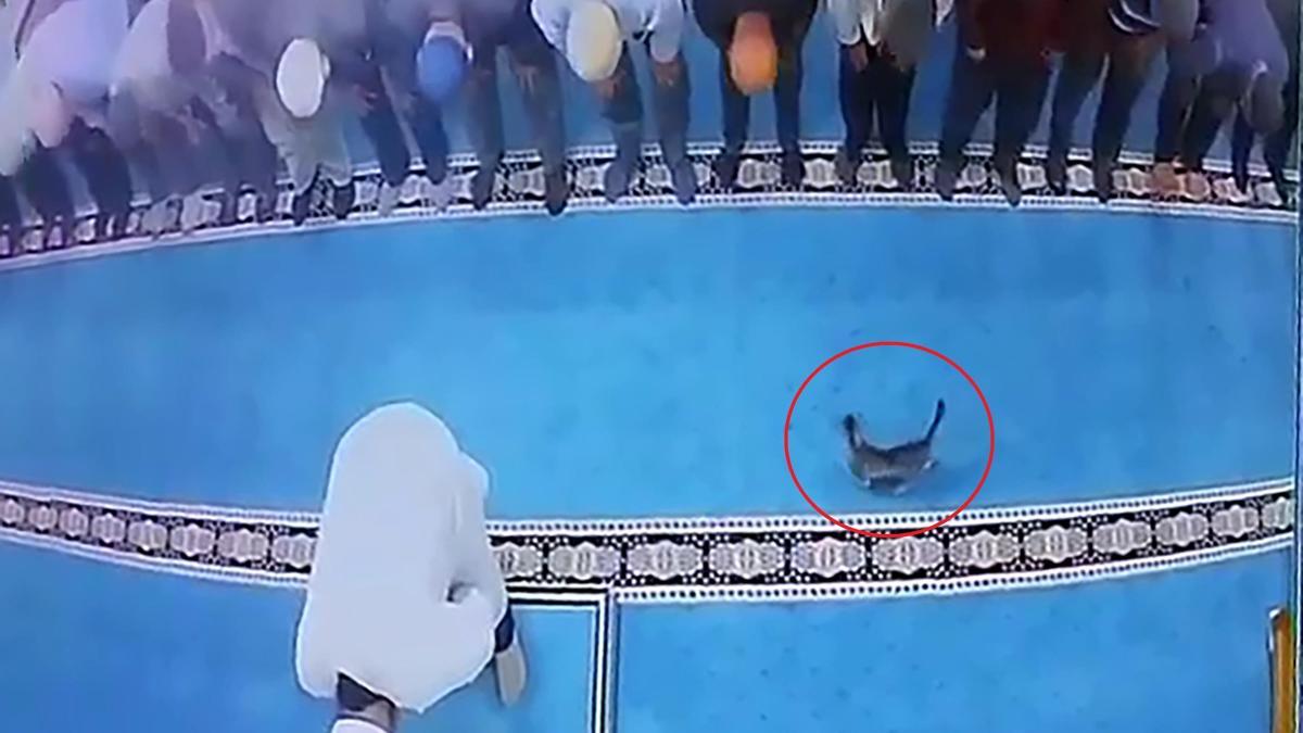 Camide kediye tekme atmıştı: Gözaltına alındı