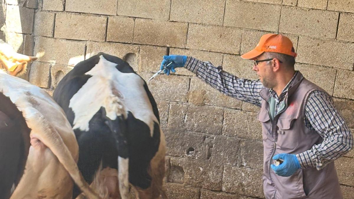 Borda şap aşısı seferberliği