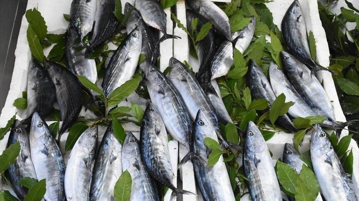Karadeniz'de palamut bolluğu: Fiyatı 30 liraya kadar düştü