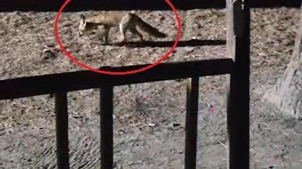 Yanına çağırdığı tilkiyi peynirle besledi