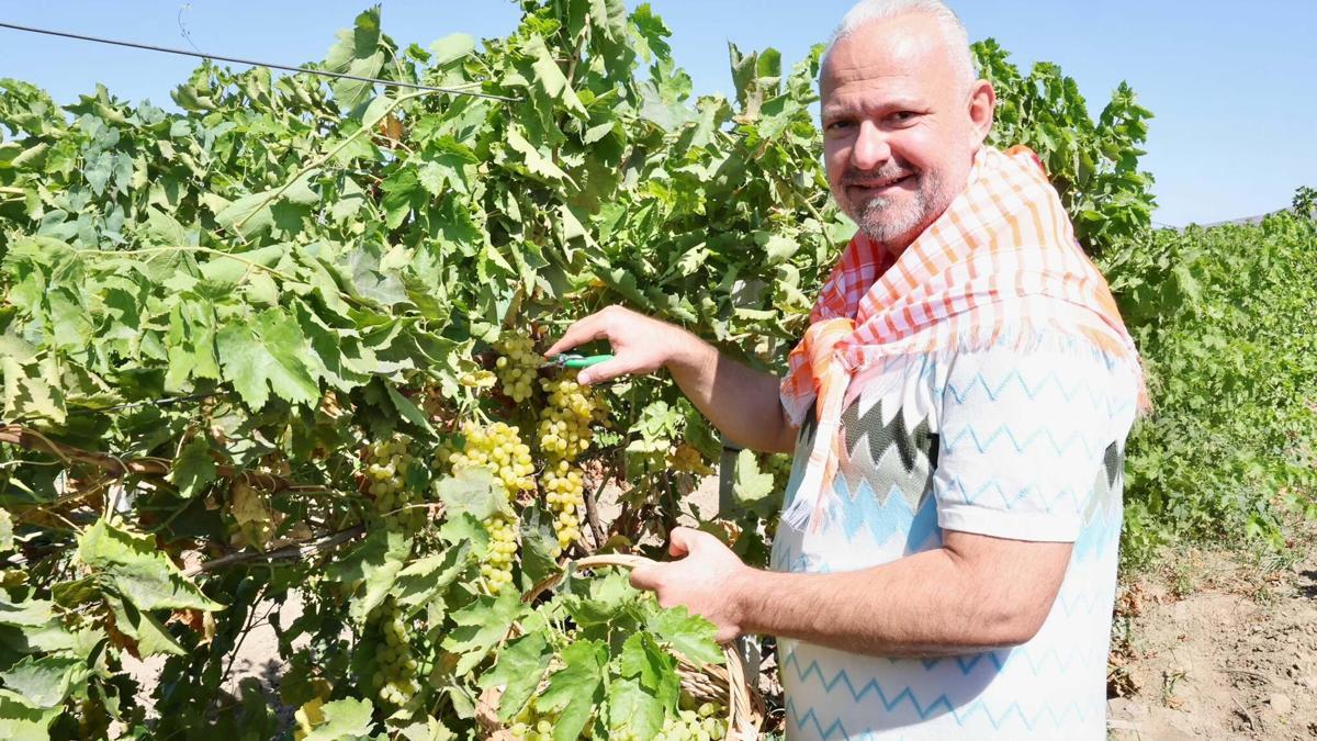 Menemen'de bağ bozumu gerçekleştirildi