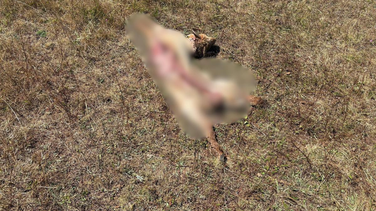 Ordu'da kurt saldırısında 8 koyun öldü haber görseli
