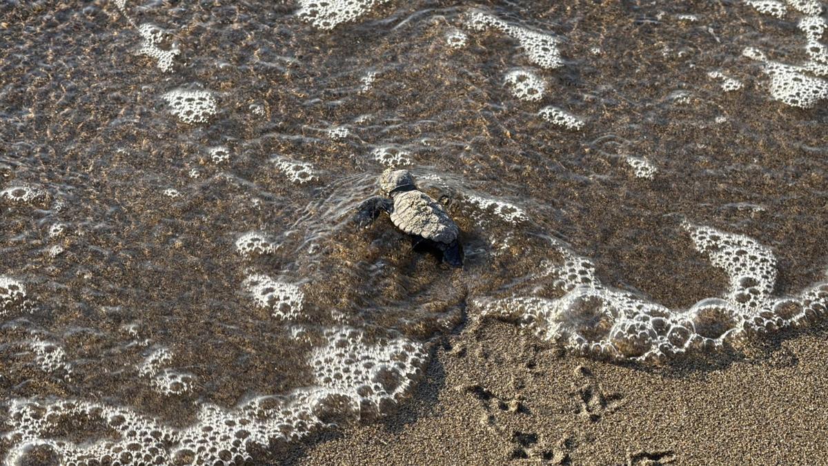 Bodrum'da 62 yavru caretta caretta denizle buluştu haber görseli