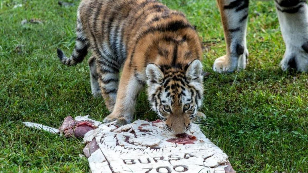 Türkiye’de doğan tek Sibirya kaplanı ‘Virginia’nın 100’üncü günü kutlandı haber görseli