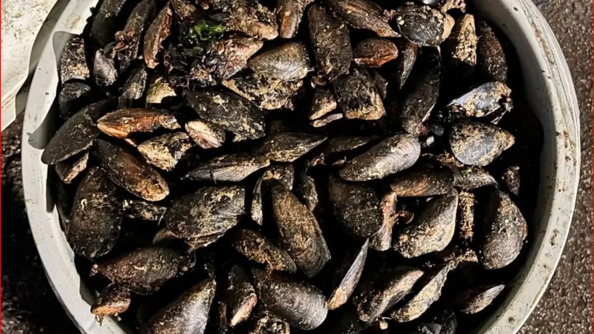 Durdurulan araçta 650 kilo bozuk midye ele geçirildi