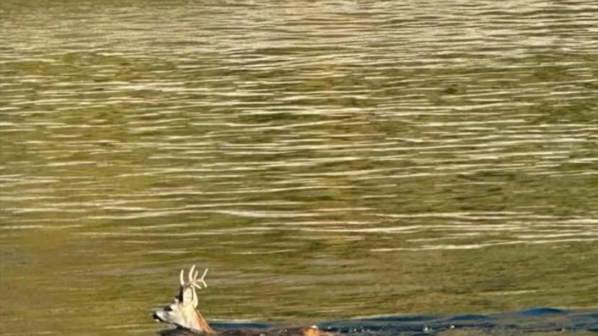 Karaca denizde yüzerken görüntülendi haber görseli