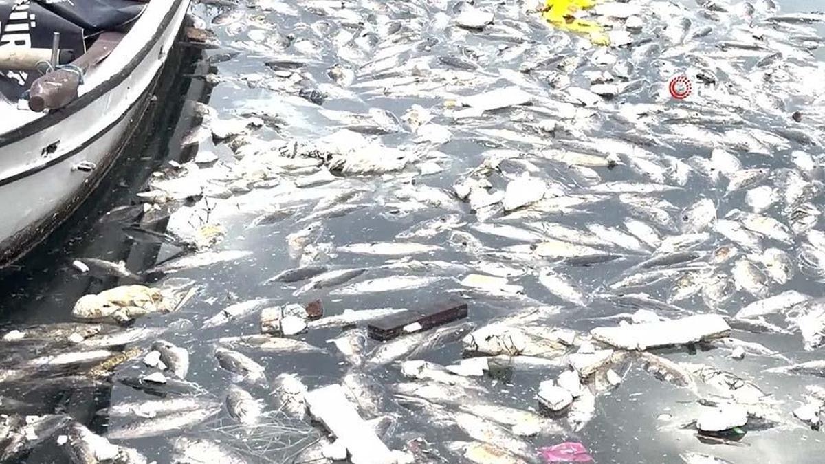 Palamut bollaştı, çöpe gitti