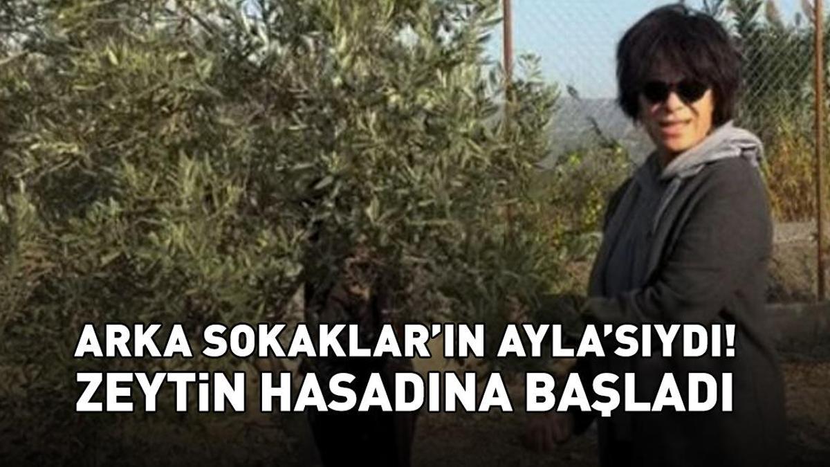 Ekranlardan bir süredir uzakta! Arka Sokaklar'ın Ayla'sı Filiz Taçbaş, zeytin hasadına başladı