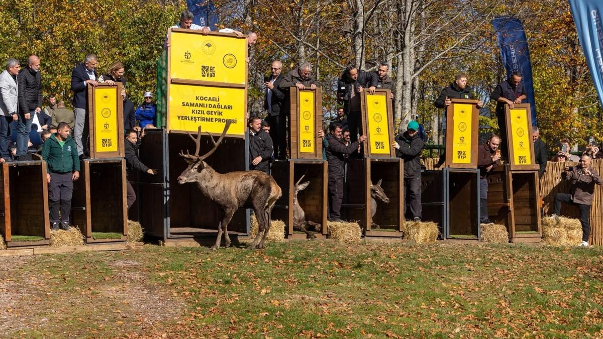 Ormanya'da yetiştirilen 9 kızılgeyik doğaya salındı haber görseli