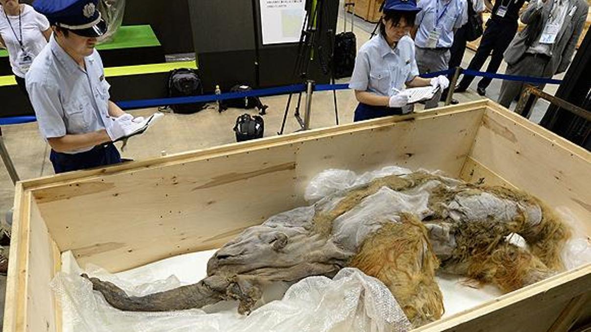39 bin yıllık mamutun Japonya yolculuğu