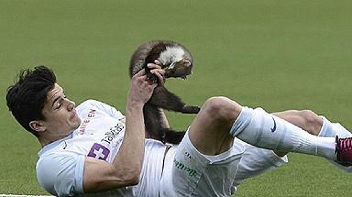 Sahaya sansar girdi, futbolcuyu ısırdı