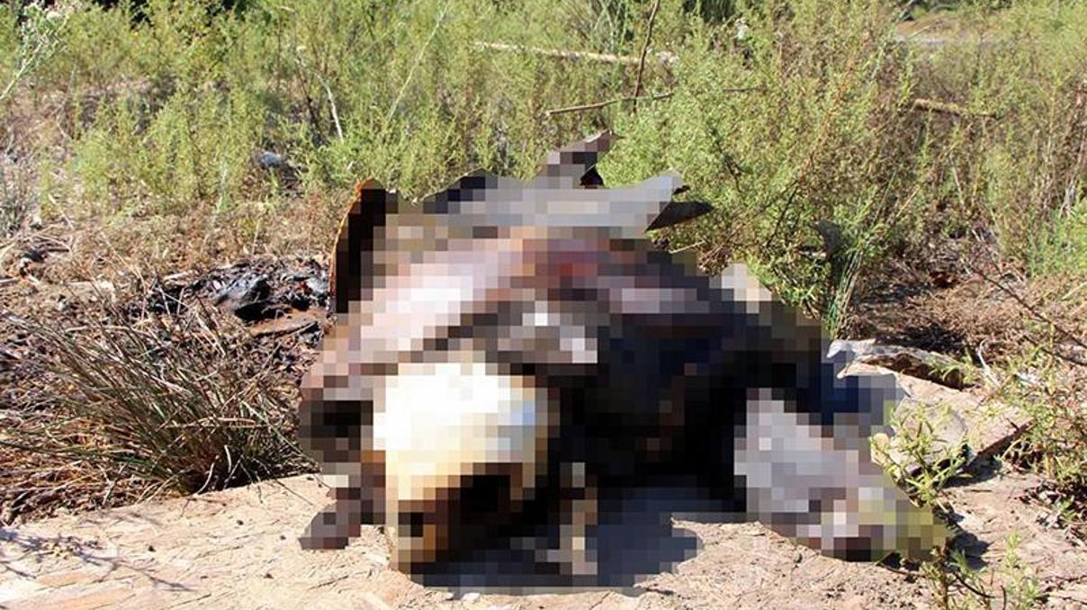 Fethiyede Caretta Caretta yakılmış halde bulundu Fethiyede Caretta Caretta yakılmış halde bulundu