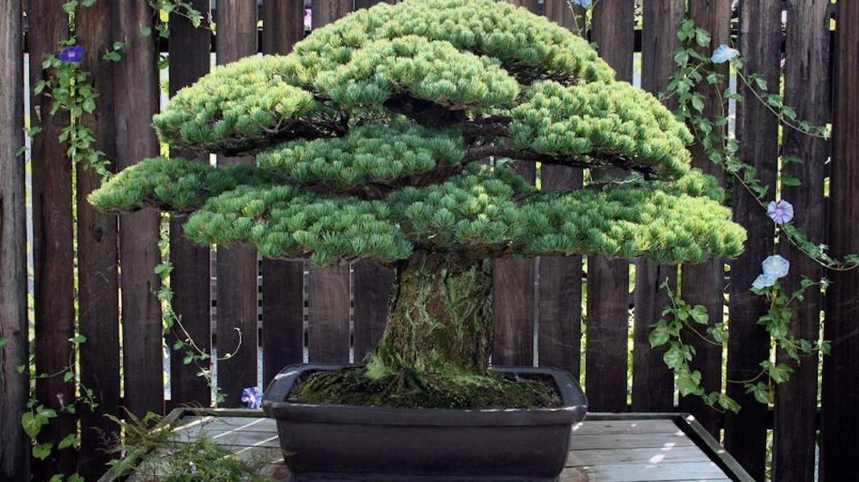 Dünyanın en büyük saldırısından kurtulan bonsai ağacı 391 yaşında