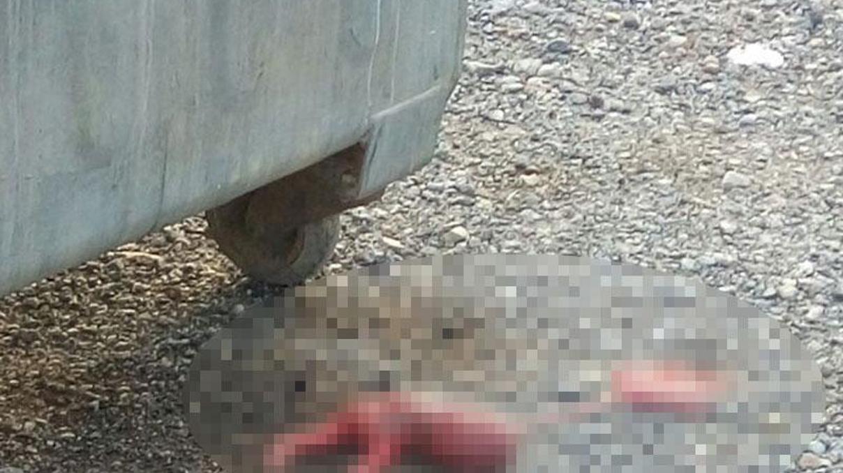 Şüpheli paketten cenin çıktı
