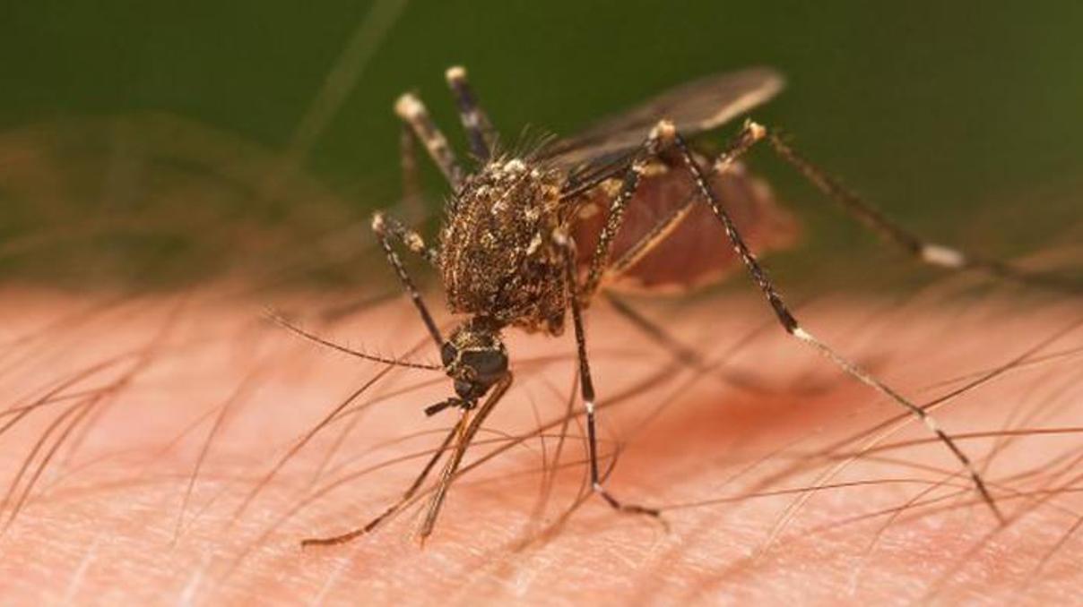 Doktorlar Zika ve Lyme hastalığı için uyarıyor Doktorlar Zika ve Lyme hastalığı için uyarıyor