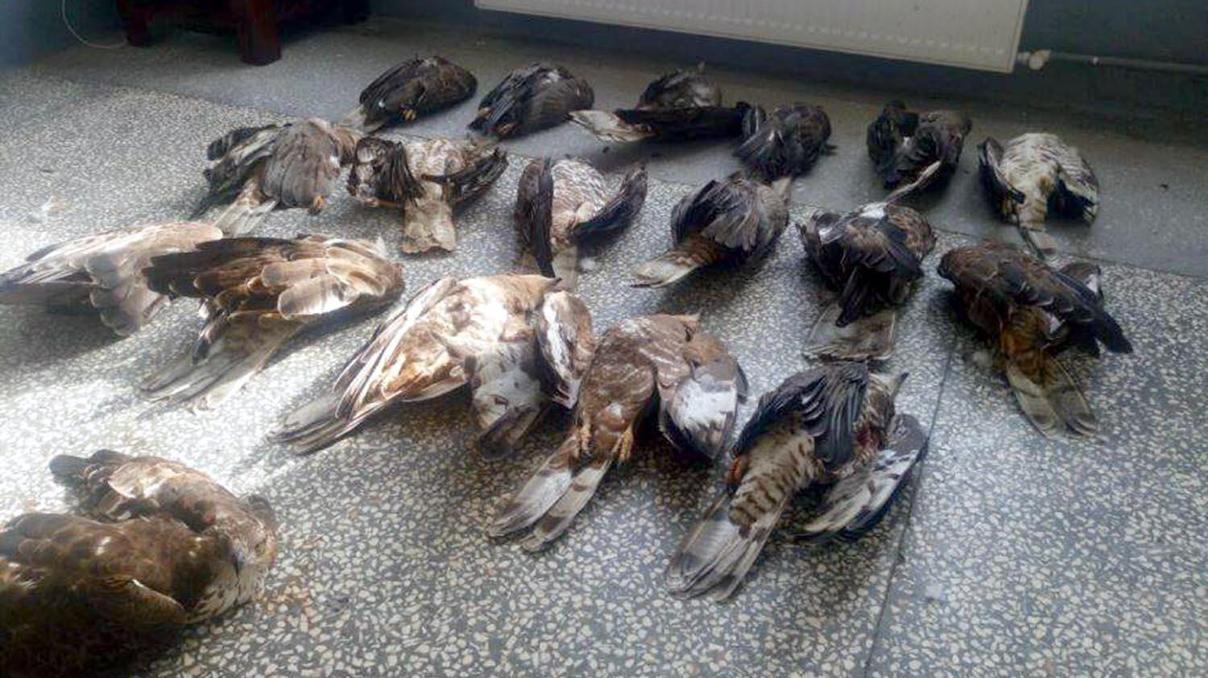 18 kartalı avladı 136 bin lira ceza kesildi 18 kartalı avladı 136 bin lira ceza kesildi