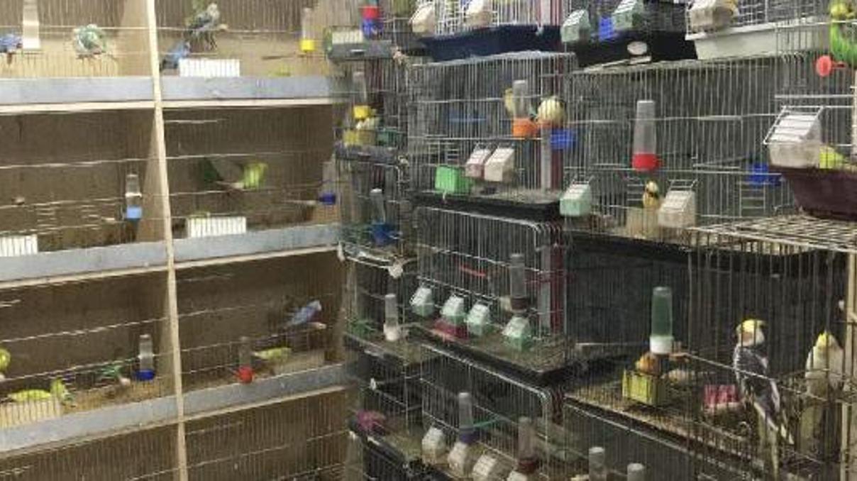 Petshoptan 10 bin liralık kuş çalındı