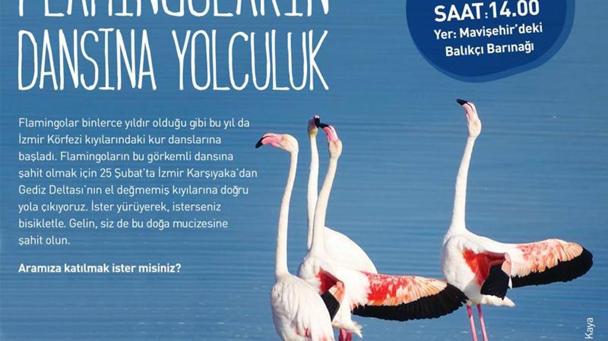 Flamingoların dansına yolculuk Flamingoların dansına yolculuk