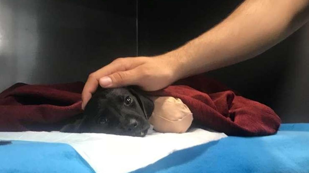 Son dakika... Yavru köpek vahşetiyle ilgili bir kişi gözaltına alındı