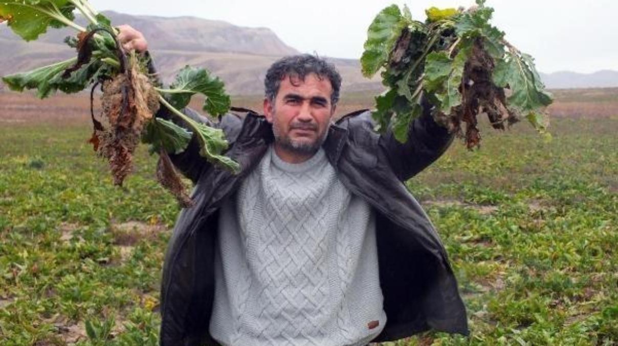 Yozgatta 800 ton şeker pancarı tarlada kaldı Yozgatta 800 ton şeker pancarı tarlada kaldı