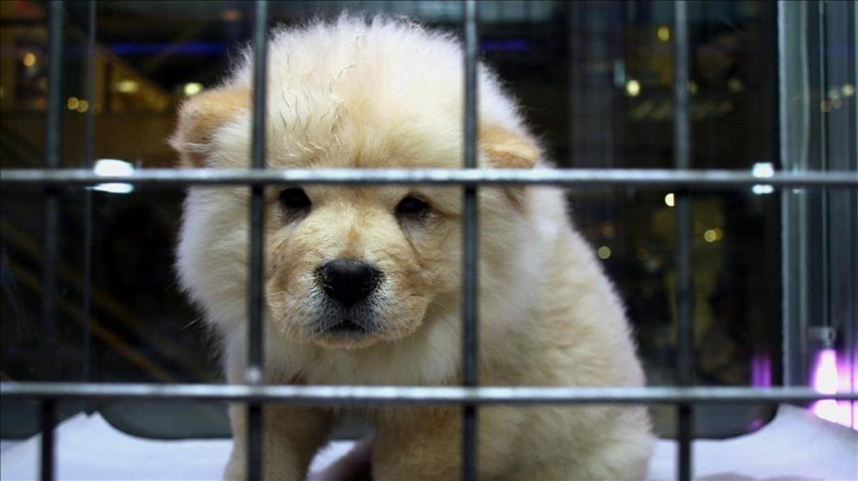 Pet Shopta yenilik yok Pet Shopta yenilik yok
