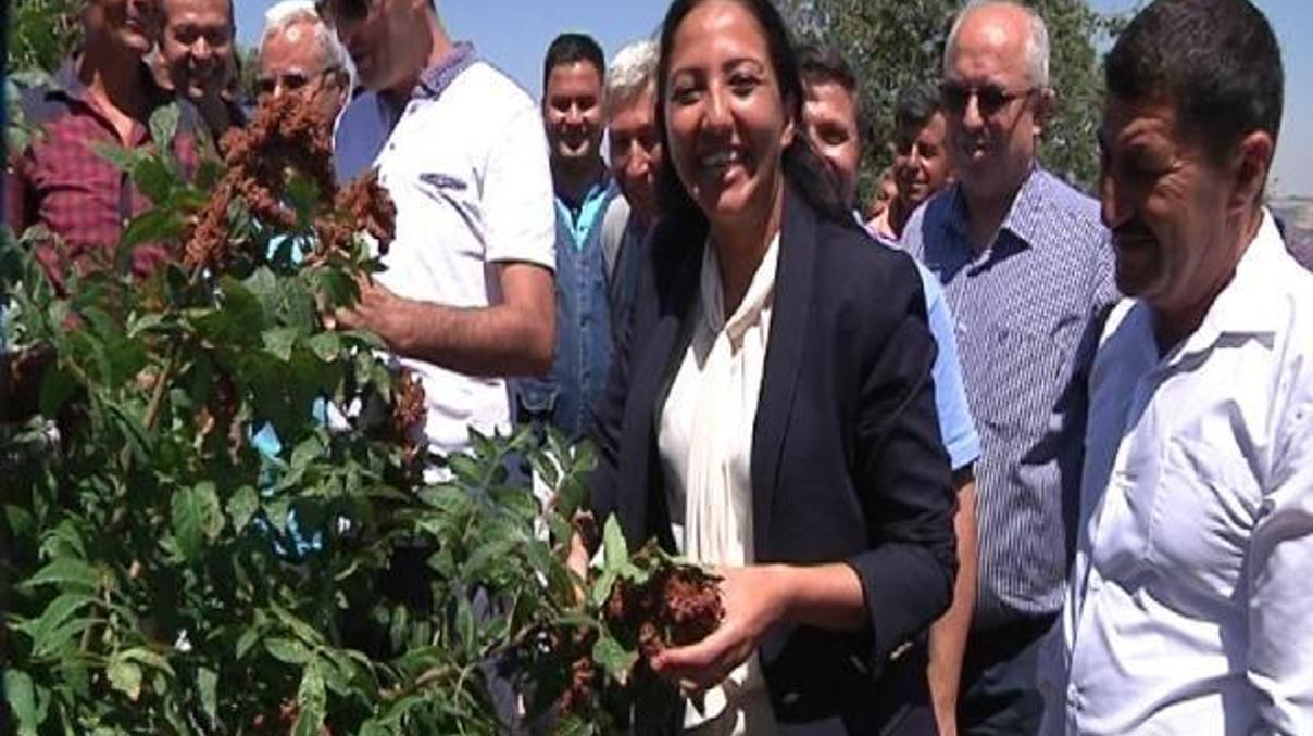 Yayladağı’nda sumak hasadı başladı Yayladağı’nda sumak hasadı başladı