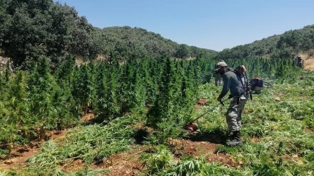 Diyarbakırda 420 bin kök Hint keneviri ele geçirildi