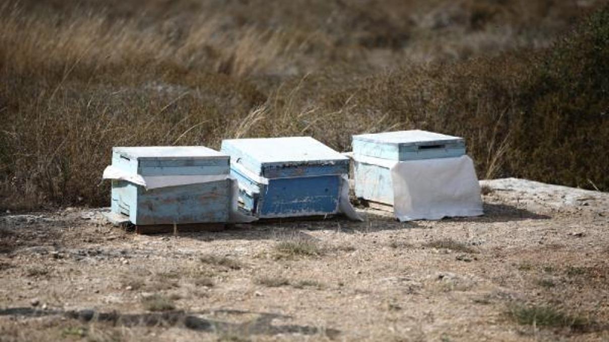 Kovan çalarken arı sokması sonucu öldü