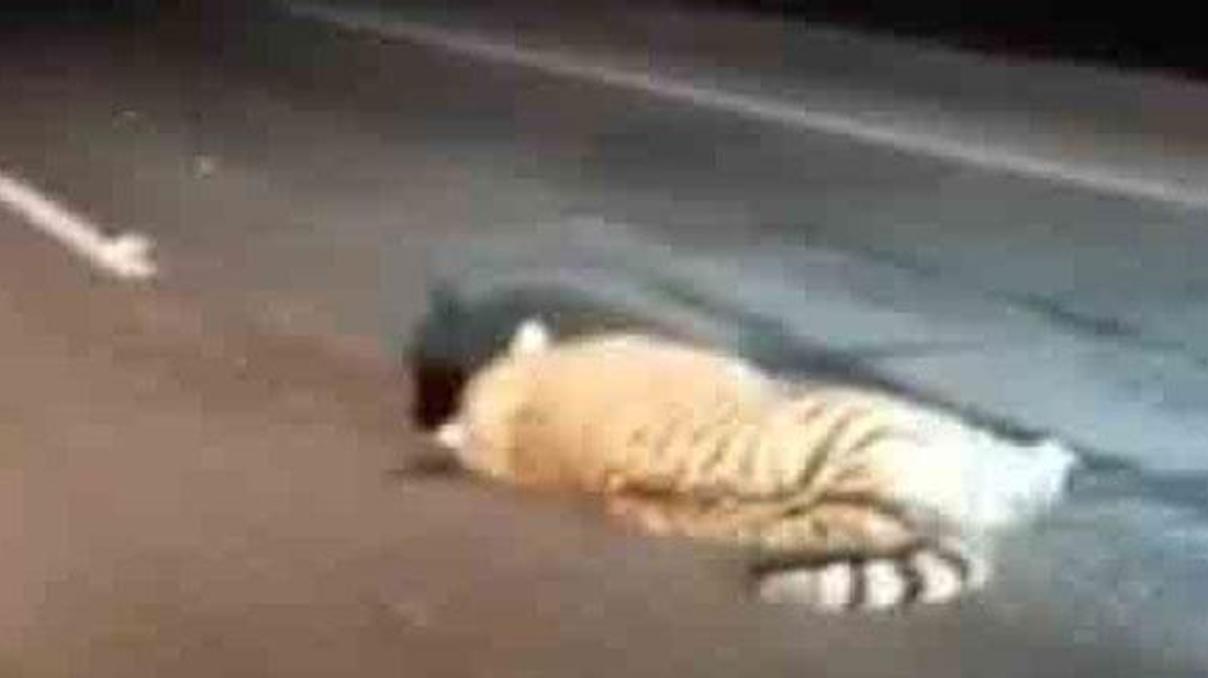 Nesli tükenmekte olan kaplana araba çarptı Nesli tükenmekte olan kaplana araba çarptı