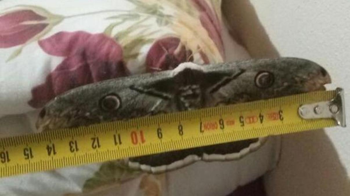 Dev kelebek görenleri şaşırttı