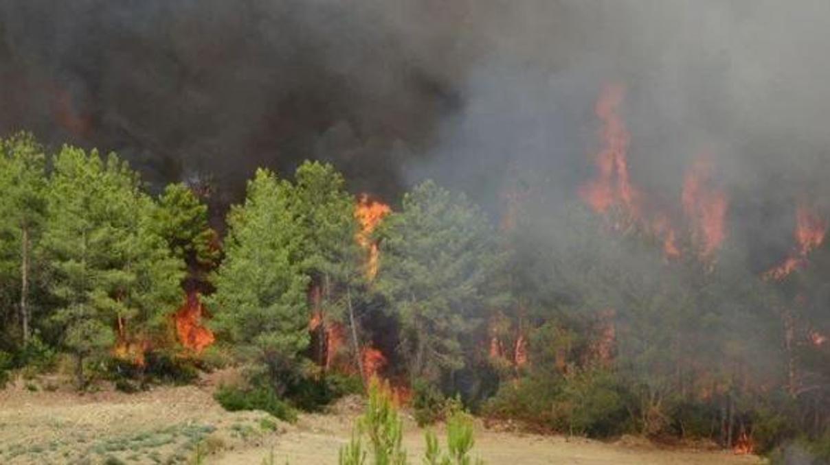 TEMA Vakfı Genel Müdür Yardımcısı: Her yere gelişigüzel ağaç dikilemez