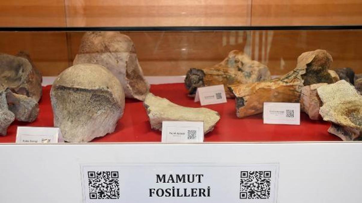 Tekirdağda 28 bin yıllık mamut fosilleri sergilendi Tekirdağda 28 bin yıllık mamut fosilleri sergilendi