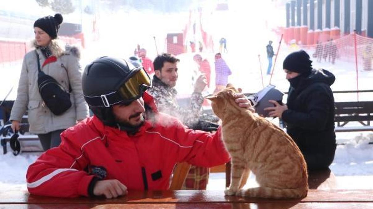 Sokak kedisi Havuç, Palandökenin maskotu oldu