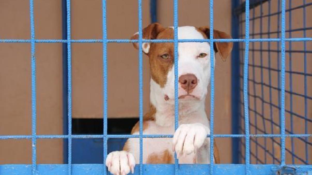 Yasaklı ırklarda yavru ve hasta köpekler için düzenleme yok Yasaklı ırklarda yavru ve hasta köpekler için düzenleme yok