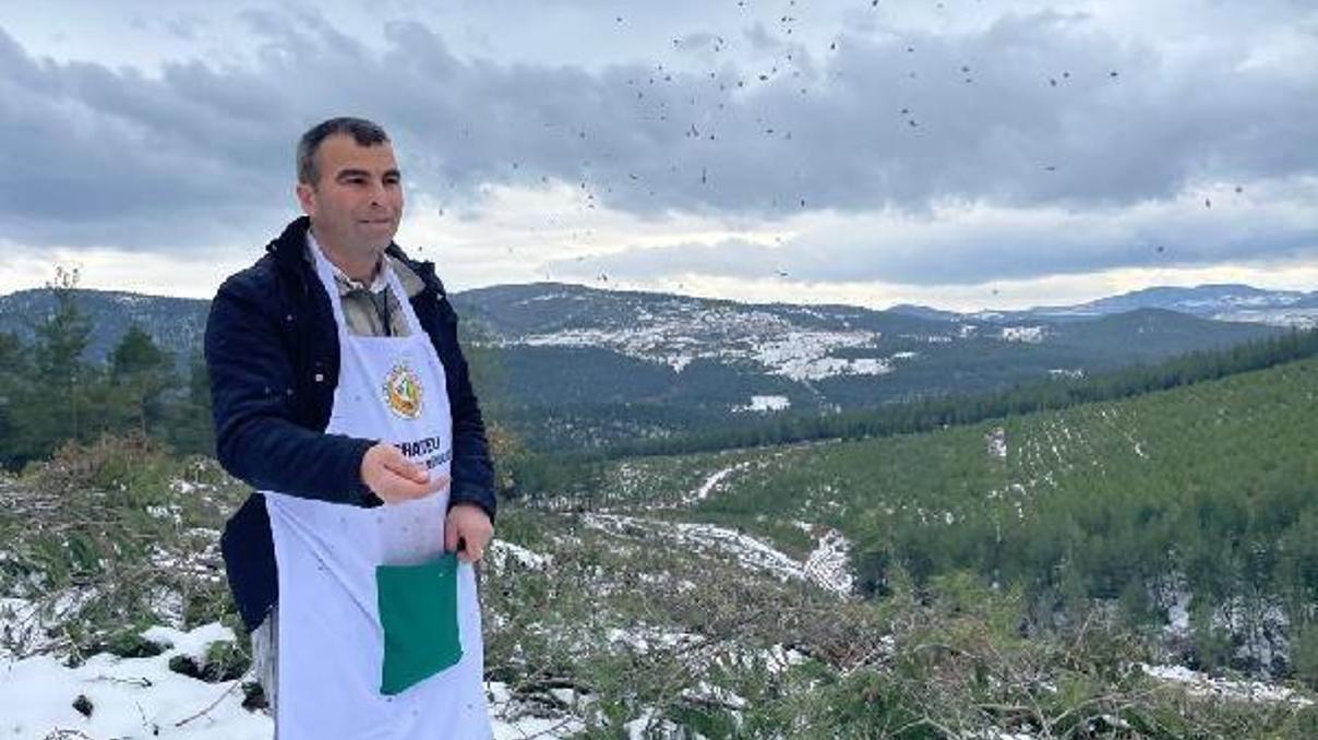Karla kaplı kızılçam ormanına, 280 kilogram tohum serpildi Karla kaplı kızılçam ormanına, 280 kilogram tohum serpildi