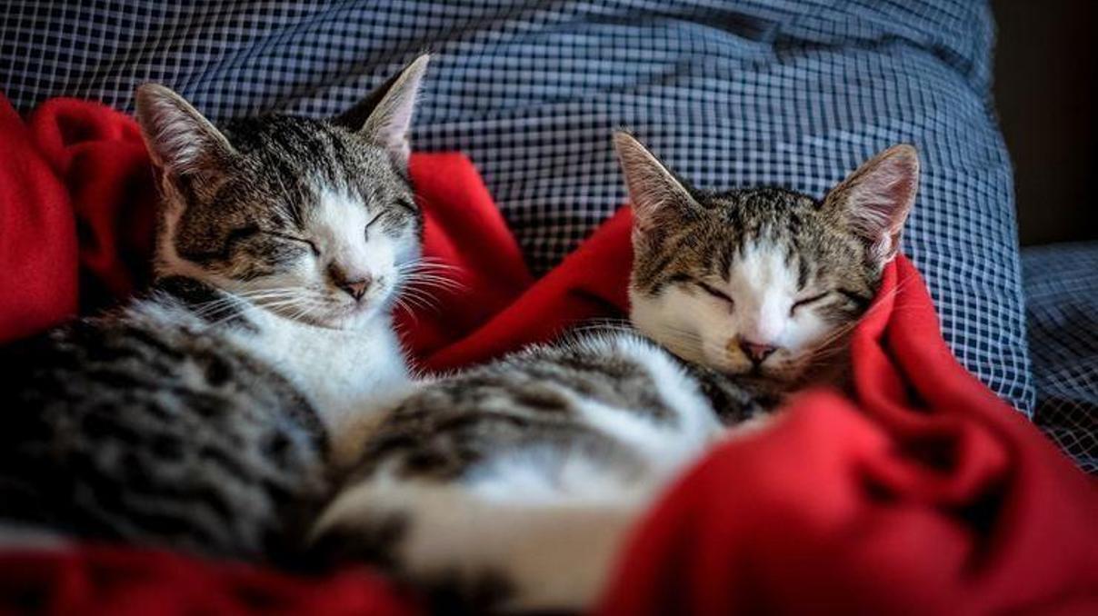 Çocuklarda erken yaşta evde kedi ve köpek beslenmesi alerji riskini azaltıyor