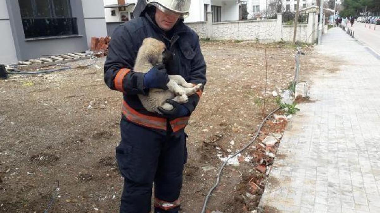 Ordu’da bahçe kapısına sıkışan yavru köpek kurtarıldı Ordu’da bahçe kapısına sıkışan yavru köpek kurtarıldı