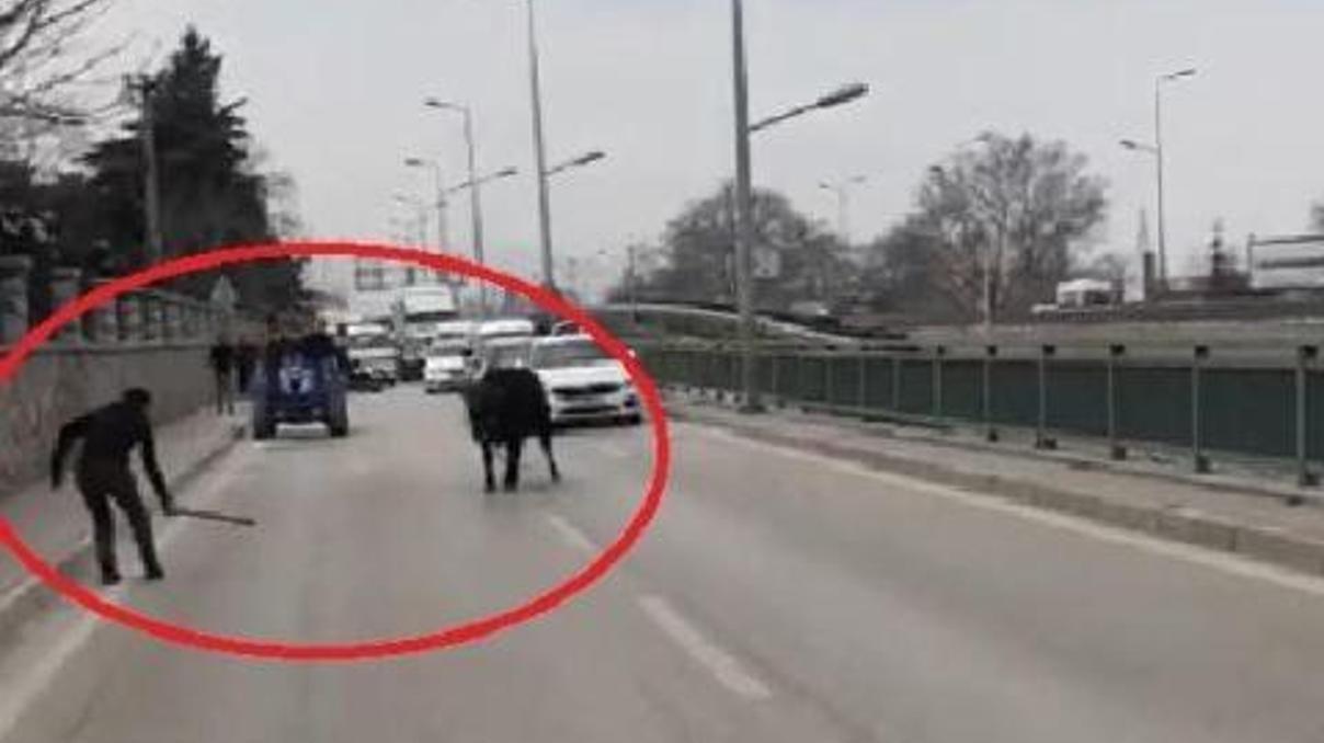 Kaçan boğa ortalığı birbirine kattı