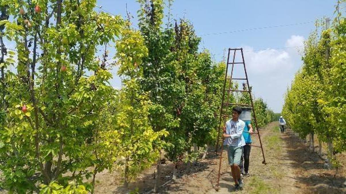 Kadirlide armut hasadı başladı Kadirlide armut hasadı başladı