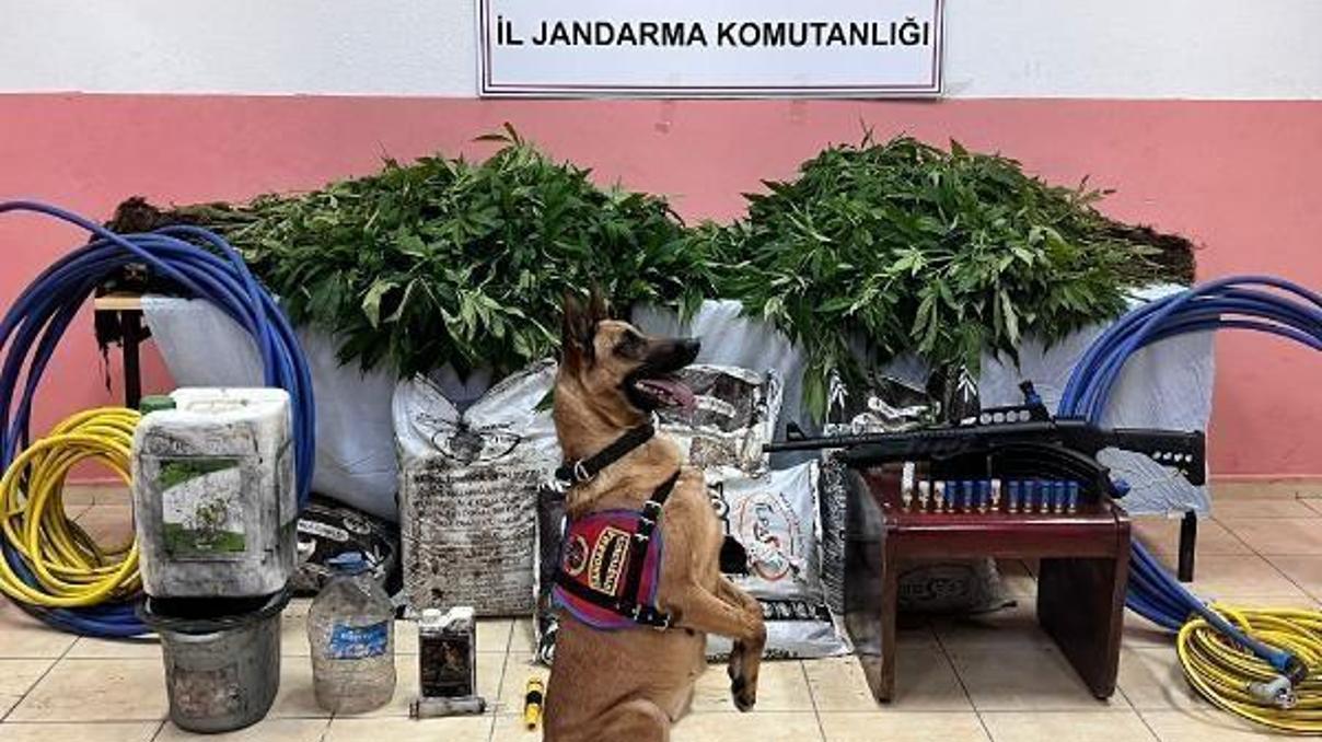 Rize’de orman içinde 566 kök kenevir ele geçirildi Rize’de orman içinde 566 kök kenevir ele geçirildi