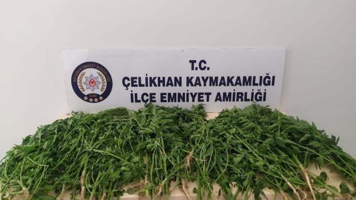 Çelikhan’da 52 kök kenevir yakalandı