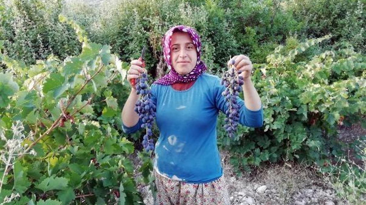 Yazır üzümü için coğrafi işaret çalışması Yazır üzümü için coğrafi işaret çalışması