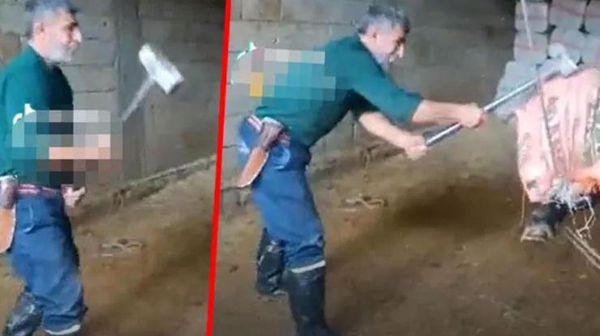 Boğayı balyozla öldürmüştü Korkunç olayda ifadeler ortaya çıktı Boğayı balyozla öldürmüştü Korkunç olayda ifadeler ortaya çıktı