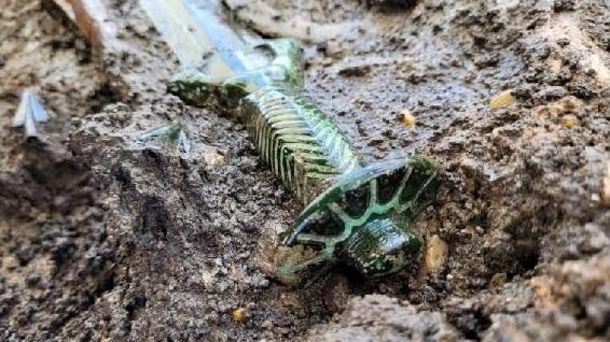 Almanya’da 3 bin yıllık bronz kılıç bulundu