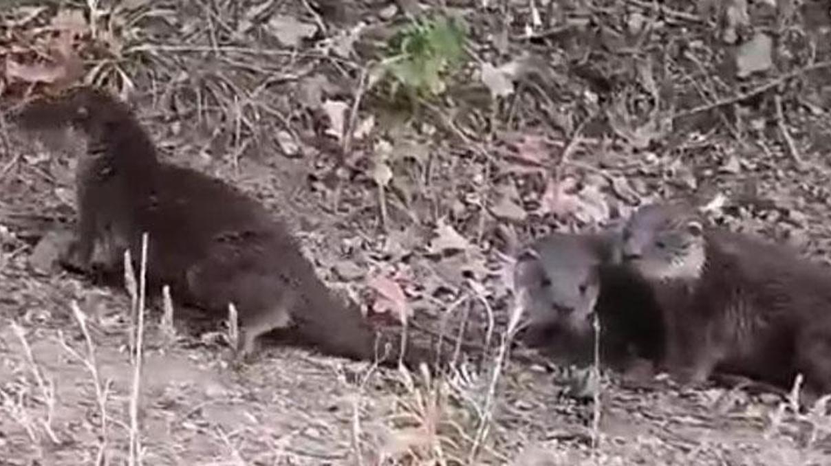 Nesli tükenmekte olan su samurları görüntülendi