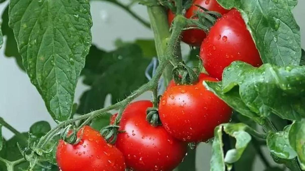 Prof. Dr. Canan Karataydan domates uyarısı: Böyle görünenleri sakın tüketmeyin